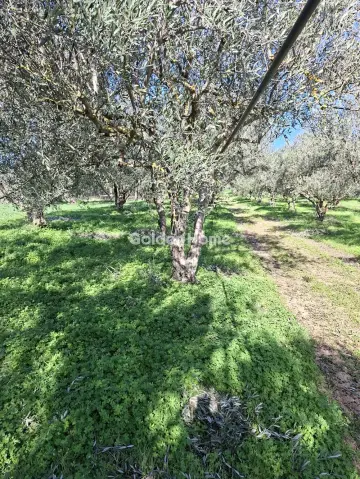 Residential 1308m<sup>2</sup> for sale photo 5209392