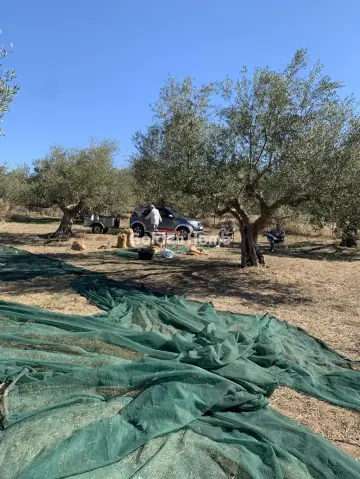 Αγροτεμάχιο 15000τ.μ. προς πώληση φωτογραφία 5323921