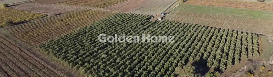 Golden Home Property Image
