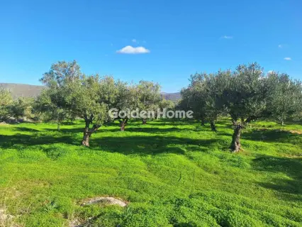 Αγροτεμάχιο 2700τ.μ. προς πώληση φωτογραφία 5332139