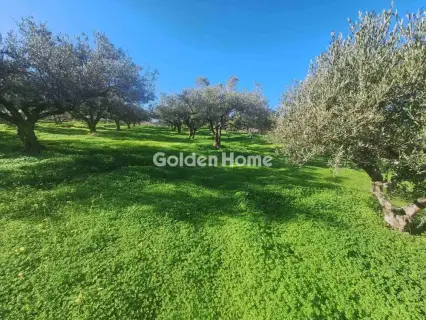 Αγροτεμάχιο 2700τ.μ. προς πώληση φωτογραφία 5332140