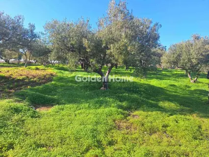 Αγροτεμάχιο 2700τ.μ. προς πώληση φωτογραφία 5332140