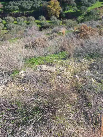 Οικιστικό 4785τ.μ. προς πώληση φωτογραφία 3