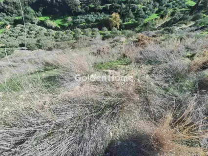 Οικιστικό 4785τ.μ. προς πώληση φωτογραφία 5