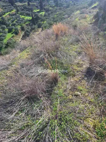 Οικιστικό 4785τ.μ. προς πώληση φωτογραφία 6