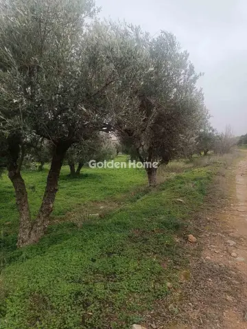 Οικιστικό 2800τ.μ. προς πώληση φωτογραφία 1