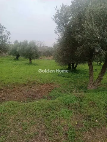 Οικιστικό 2800τ.μ. προς πώληση φωτογραφία 4