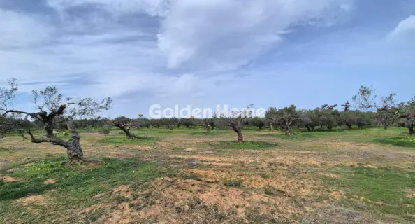 Residential 5267m<sup>2</sup> for sale photo 3