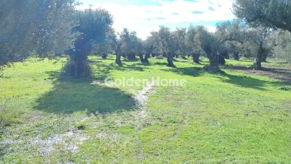 Golden Home Property Image