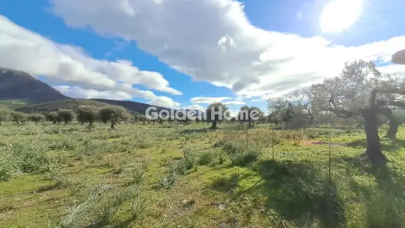 Golden Home Property Image