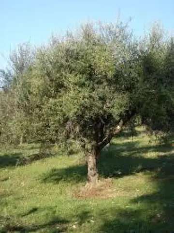 Residential 2700m<sup>2</sup> for sale photo 12