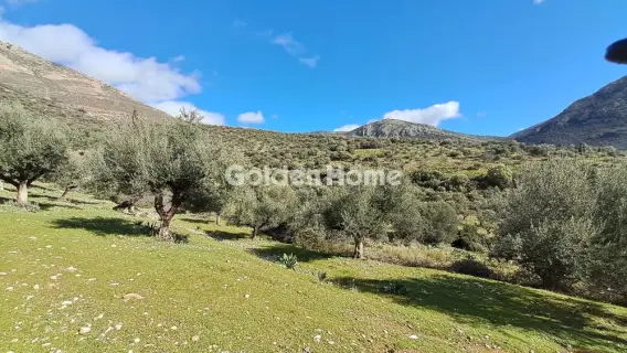 Golden Home Property Image