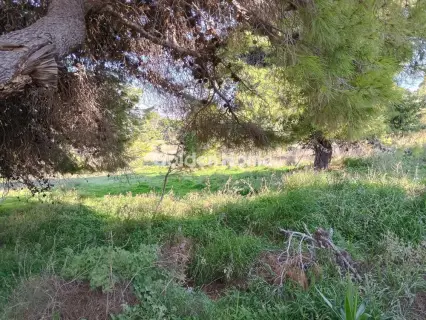 Αγροτεμάχιο 8308τ.μ. προς πώληση φωτογραφία 5