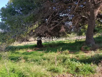 Αγροτεμάχιο 8308τ.μ. προς πώληση φωτογραφία 7