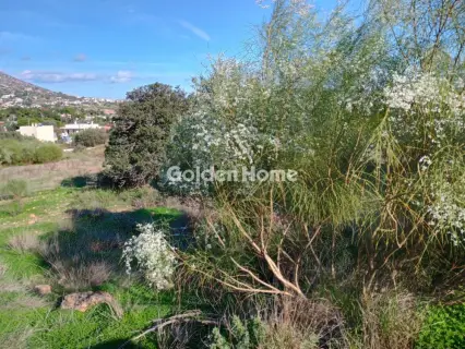 Αγροτεμάχιο 8308τ.μ. προς πώληση φωτογραφία 9