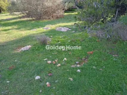 Αγροτεμάχιο 8308τ.μ. προς πώληση φωτογραφία 19