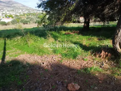 Αγροτεμάχιο 8308τ.μ. προς πώληση φωτογραφία 37