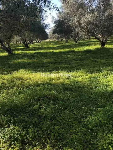 Αγροτεμάχιο 21048τ.μ. προς πώληση φωτογραφία 1