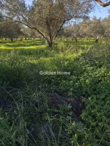 Αγροτεμάχιο 21048τ.μ. προς πώληση φωτογραφία 2