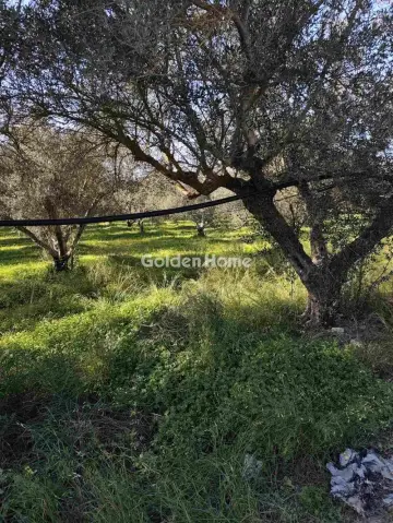 Αγροτεμάχιο 21048τ.μ. προς πώληση φωτογραφία 6