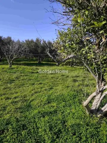 Αγροτεμάχιο 21048τ.μ. προς πώληση φωτογραφία 13