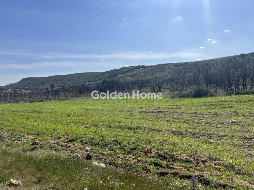 Αγροτεμάχιο 5000τ.μ. προς πώληση φωτογραφία προβολής