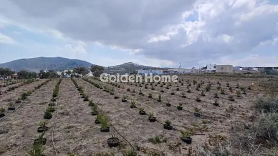 Οικιστικό 4000τ.μ. προς ενοικίαση φωτογραφία 6