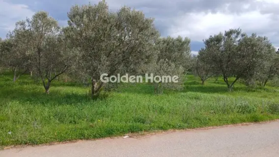 Αγροτεμάχιο 6000τ.μ. προς πώληση φωτογραφία 5299542