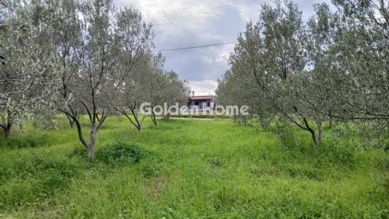 Αγροτεμάχιο 6000τ.μ. προς πώληση φωτογραφία 5299543