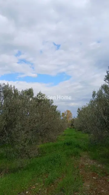 Αγροτεμάχιο 6000τ.μ. προς πώληση φωτογραφία 5299543