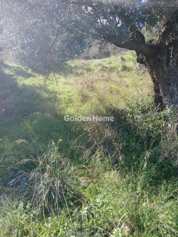 Αγροτεμάχιο 22000τ.μ. προς πώληση φωτογραφία 5