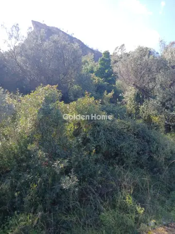 Αγροτεμάχιο 22000τ.μ. προς πώληση φωτογραφία 6