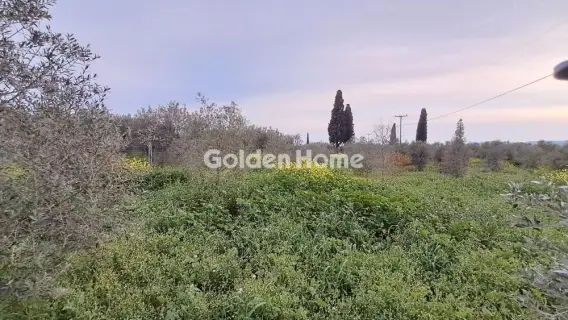 Αγροτεμάχιο 4790τ.μ. προς πώληση φωτογραφία 2