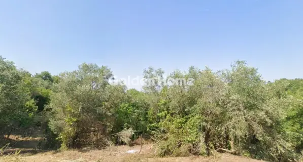 Αγροτεμάχιο 7400τ.μ. προς πώληση φωτογραφία 5325621