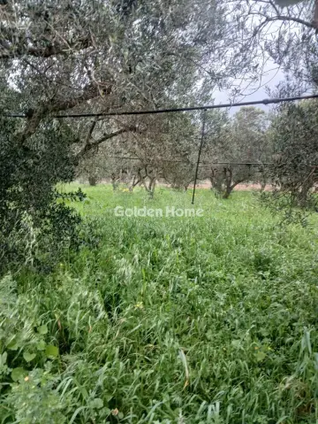 Αγροτεμάχιο 5530τ.μ. προς πώληση φωτογραφία 1