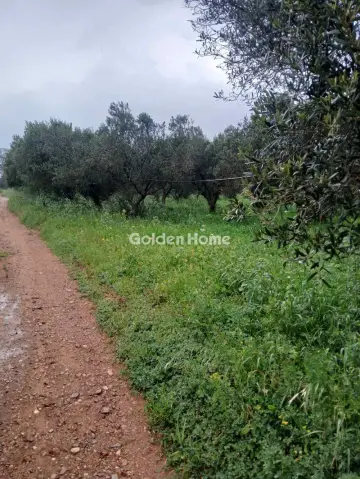 Αγροτεμάχιο 5530τ.μ. προς πώληση φωτογραφία 2