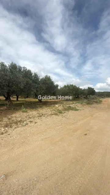 Οικιστικό 10000τ.μ. προς ενοικίαση φωτογραφία 6