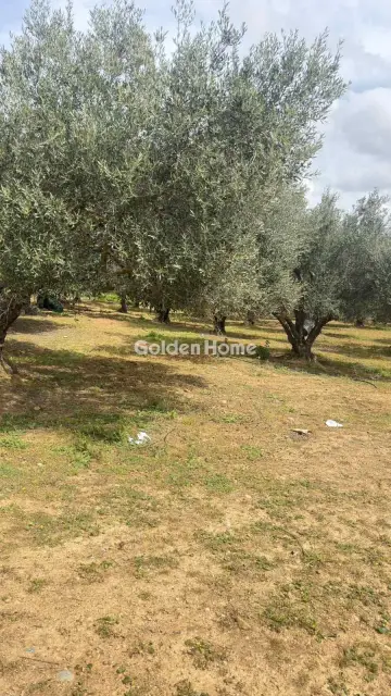 Οικιστικό 10000τ.μ. προς ενοικίαση φωτογραφία 8