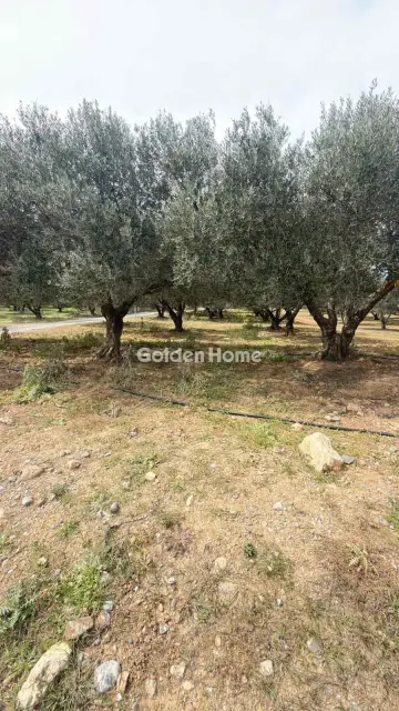 Επαγγελ. Οικόπεδο 10000τ.μ. προς ενοικίαση φωτογραφία 7