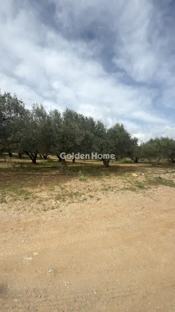 Επαγγελ. Οικόπεδο 10000τ.μ. προς ενοικίαση φωτογραφία 8