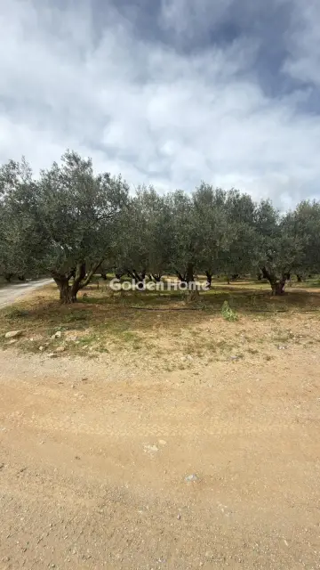 Επαγγελ. Οικόπεδο 10000τ.μ. προς ενοικίαση φωτογραφία 18