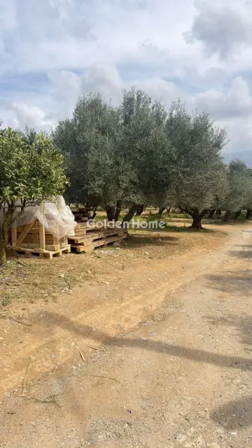 Επαγγελ. Οικόπεδο 10000τ.μ. προς ενοικίαση φωτογραφία 17