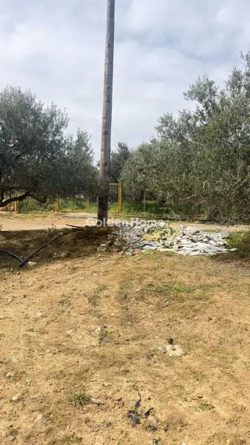 Επαγγελ. Οικόπεδο 10000τ.μ. προς ενοικίαση φωτογραφία 15