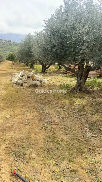 Επαγγελ. Οικόπεδο 10000τ.μ. προς ενοικίαση φωτογραφία 14