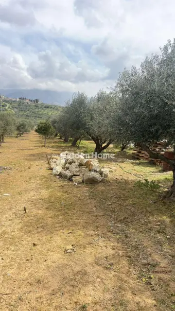 Επαγγελ. Οικόπεδο 10000τ.μ. προς ενοικίαση φωτογραφία 13