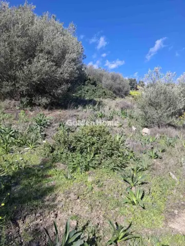 Αγροτεμάχιο 530τ.μ. προς πώληση φωτογραφία 1