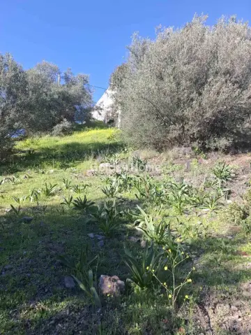 Αγροτεμάχιο 530τ.μ. προς πώληση φωτογραφία 2