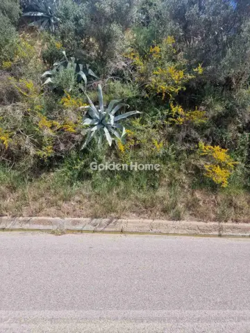 Αγροτεμάχιο 2986τ.μ. προς πώληση φωτογραφία 1