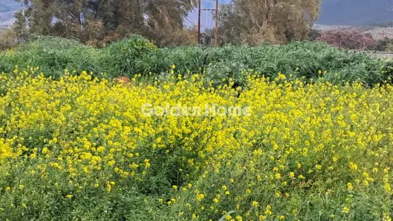 Οικιστικό 1115τ.μ. προς πώληση φωτογραφία 5