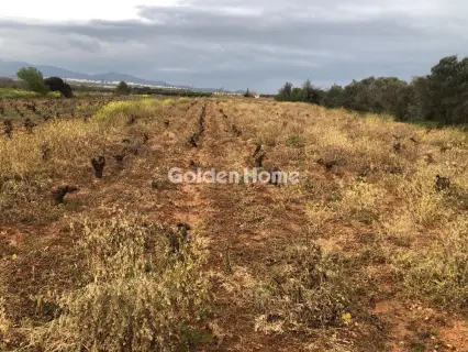 Αγροτεμάχιο 6000τ.μ. προς ενοικίαση φωτογραφία 5353376